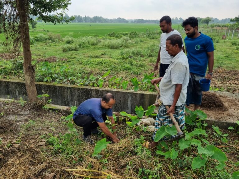 কাকনহাট-কালীগঞ্জ সড়কে বৃক্ষরোপণ কর্মসূচি