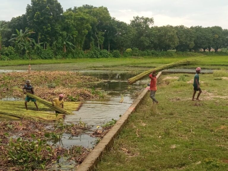 ভরা বর্ষায় পর্যাপ্ত পানি না থাকায় পাট জাগ দিতে পারছেন না রাজশাহীর চাষিরা     