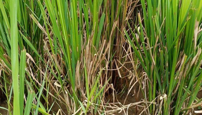 তানোরে আমন ধানে পচন রোগে দুশ্চিন্তায় কৃষক