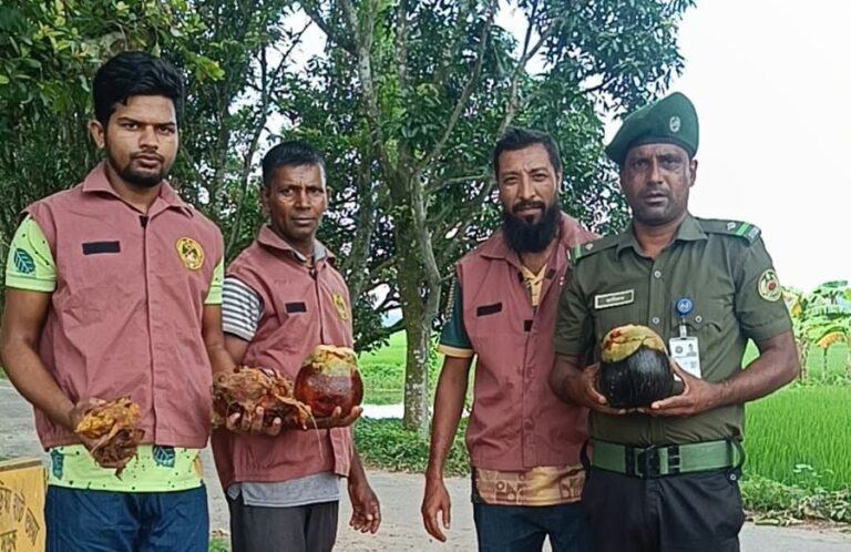 তানোরে পরিবেশের ভারসাম্য রক্ষায় তালবীজ রোপণ