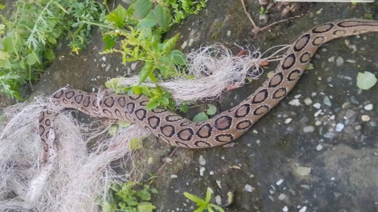 ৮০ শতাংশ বিষহীনের দংশন রাজশাহী অঞ্চলে দেড়মাসে সাপের কামড়ে মৃত্যু ৪, আক্রান্ত ৩৯২ জন