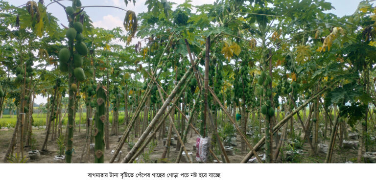 বাগমারায় বৃষ্টিতে পেঁপের ক্ষতির আশঙ্কা