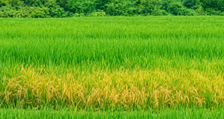 তানোরে আমন ক্ষেতে সাতরা পোকার আক্রমণ