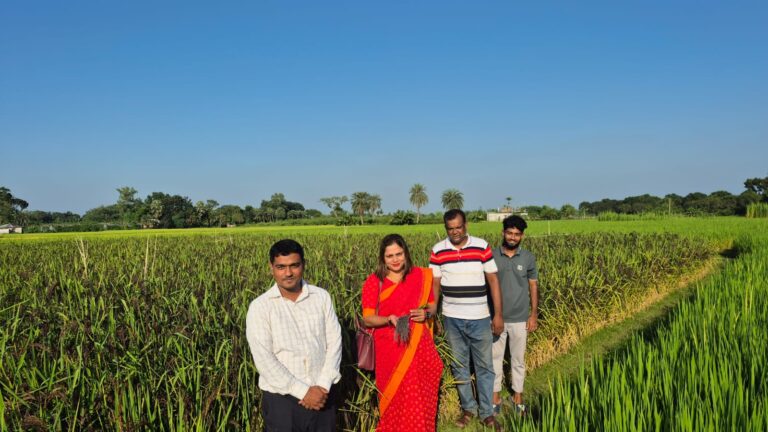 দুর্গাপুরে ব্ল্যাক রাইস চাষে নতুন সম্ভাবনা