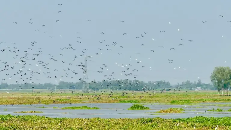 পাখির কলকাকলিতে মুখর চলনবিল