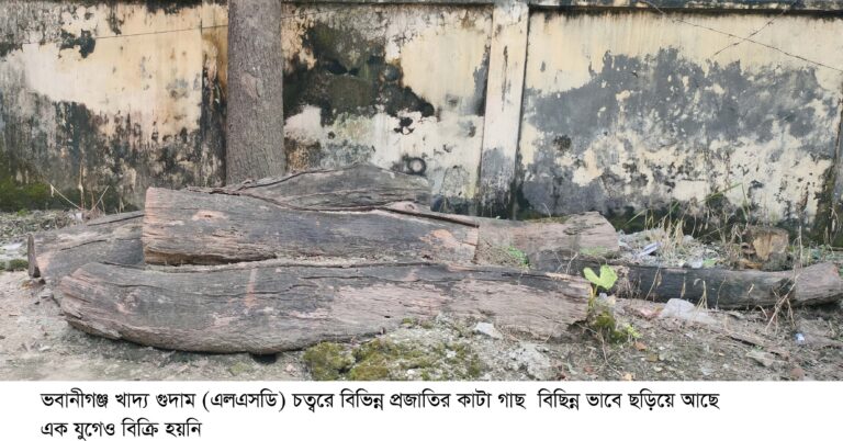 ভবানীগঞ্জ খাদ্য গুদাম চত্বরে কাটা  গাছ এক যুগেও বিক্রি হয়নি
