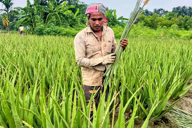 নাটোরে ভেষজ উৎপাদনে ১৬  গ্রামের মানুষের ভাগ্যবদল